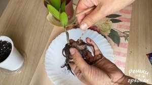 Замиокулькас. Размножение листом и черенком | Стоит ли оно того?! Какой результат?.. Часть 2