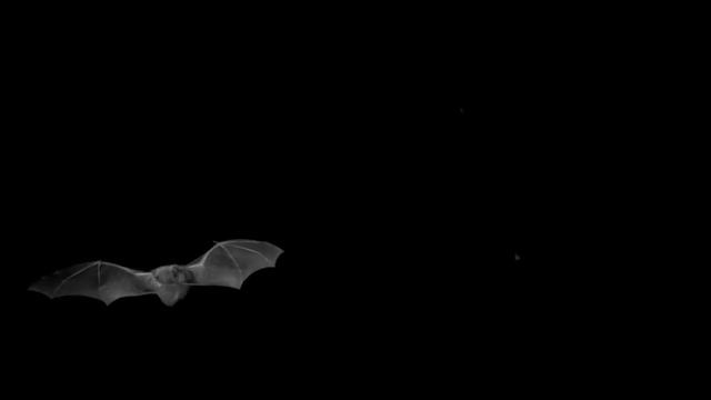 Bat echolocating and capturing moths смотреть онлайн