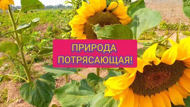 СОЛНЕЧНЫЕ ПОДСОЛНУХИ!🌻🌻🌻#добрыепожелания