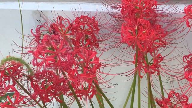 LICORICE- ЛИКОРИС смотреть онлайн