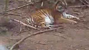 Забавная атака тигра