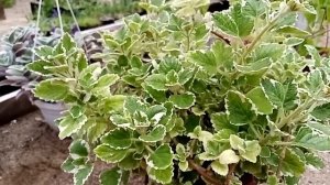 Традесканция мохнатая, гинура, плектрантус вариегатный, бугенвилия