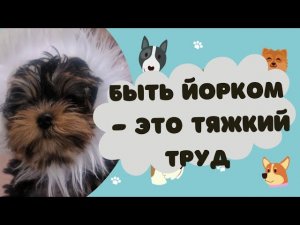 Йоркширский терьер - суровые будни  _ Видео приколы