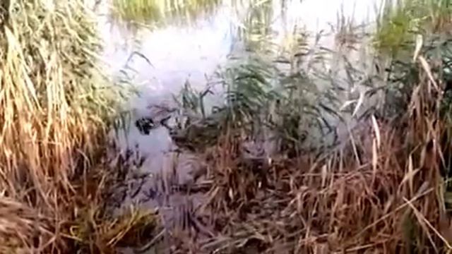 Лабрадор Плюша - охота на утку.Работа на воде.