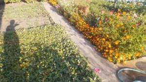 На даче!! ОБЗОР дачного участка!!! Теплица, цветы и баклажаны и многое.