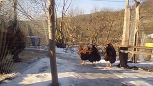 КУРЫ Виандот,брама в ЛПХ" Ко-ко-ко"®