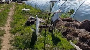 Клубника МАРМЕЛАДА. В гостях в Михаила Острохишко.