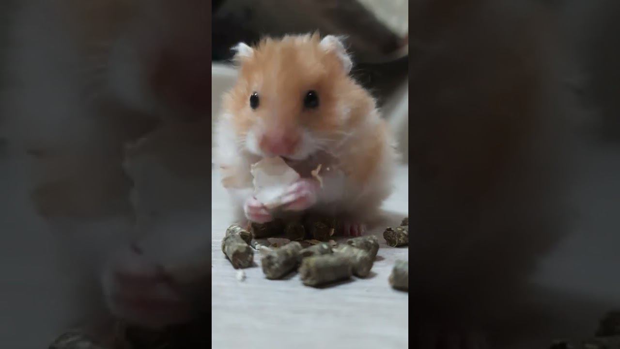 Наш рыжий квартирант смотреть онлайн