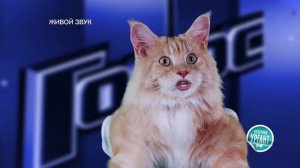 Кошачий Голос