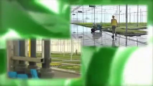 Работа в Нидерландах (Голландии). Уход за растениями в теплицах