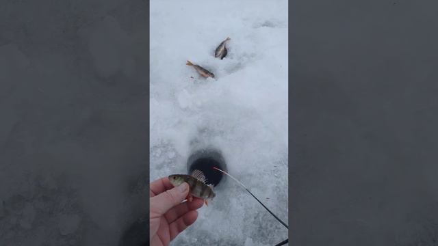 Рыбалка на МОРМЫШКУ ❄️🐟🕳️🎣❄️🌊🐟🎣🌊🎣🐟🌅