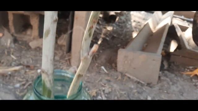 Укоренитель в домашних условиях