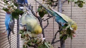 ? Учим попугая говорить. Урок №16: "Пока, пока"