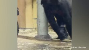 Laugh a Lot With The Funny Moments Of Monkeys ?  Funniest Animals Video