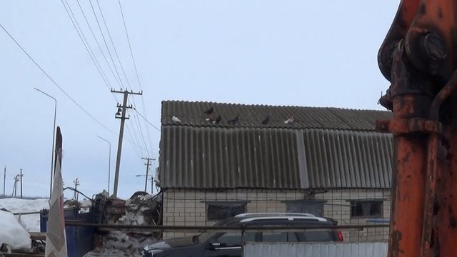 Бюджетные ( утепленные ) гнезда для голубей. Татарстан г.Нурлат смотреть онлайн