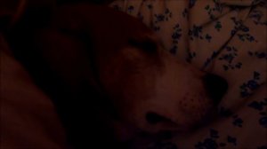 Охота с Эстонскими Гончими !