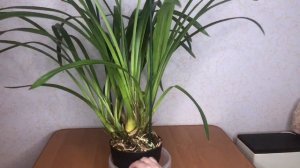 Купила ПО УЦЕНКЕ цимбидиум с 7 РОСТАМИ!!! 😍