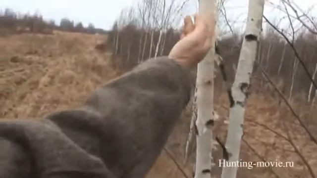 Ярославская область. Охота на лося загоном по чернотропу. смотреть онлайн