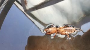 медведка - польза и вред.