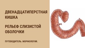 Двенадцатиперстная кишка. Рельеф слизистой оболочки