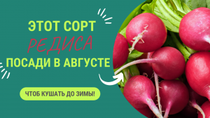 ПОСАДИ ЭТОТ СОРТ РЕДИСА В АВГУСТЕ!