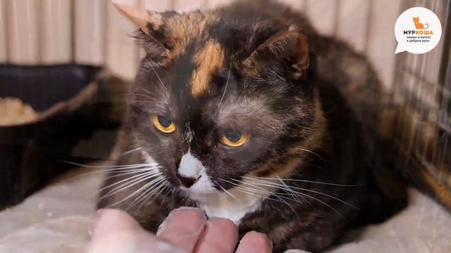 Внимательная Клёпа смотреть онлайн