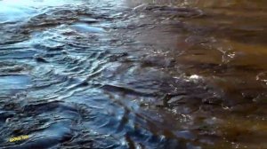 Разлив На Реке Тёша Г.Арзамас