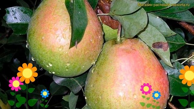 Груша плодовая. Краткий обзор, описание характеристик, где купить крупномеры irista ириста смотреть онлайн