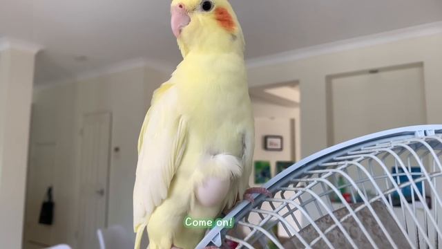 My Male Bird Laid an Egg? смотреть онлайн