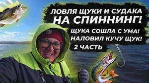 Бешенный клев щуки на спиннинг. Рыбалка 2023. судак на джиг . fishing. ЧАСТЬ 2