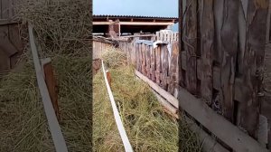 Сколько заготовить сена на зиму козе
