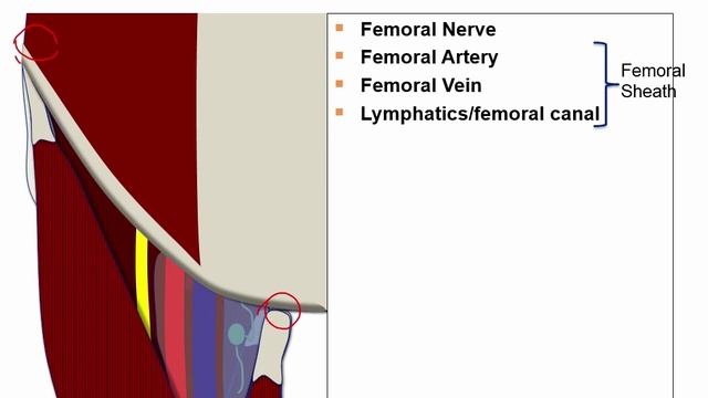 USMLE RX - 4.Желудочно-кишечный тракт - 1.Анатомия - 6.Бедренная область