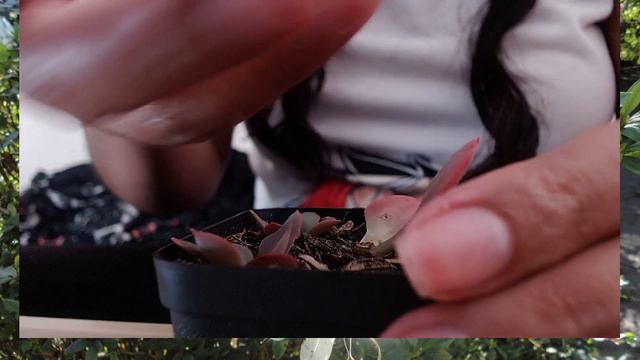 Reproducción de mi Echeveria painted frills смотреть онлайн