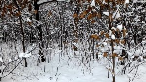 Московская сторожевая