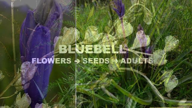 BLUEBELL deconstructing the English Jacinth. Part 2: Life History смотреть онлайн