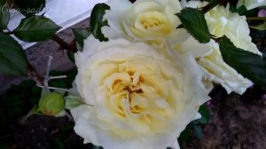 Плетистые розы. ТОП 10 сортов Цветение 2019 г.