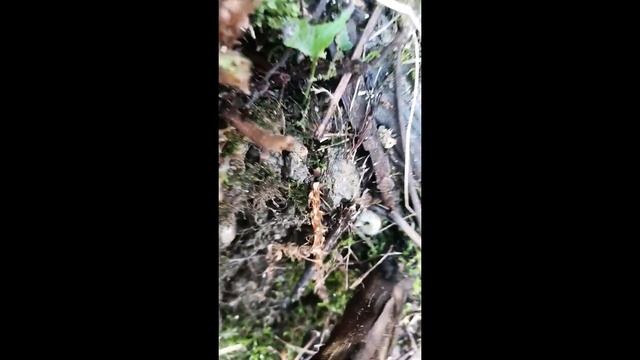 Прививка винограда Лидия на Изабеллу. #приивкавинограда смотреть онлайн