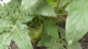 Почему Томатный Гном Дельта Дайвер не подходит для получения раннего урожая в теплице? Мое мнение.