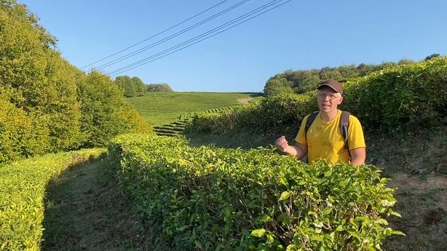 Выращивание чая в Краснодарском крае возле Сочи смотреть онлайн