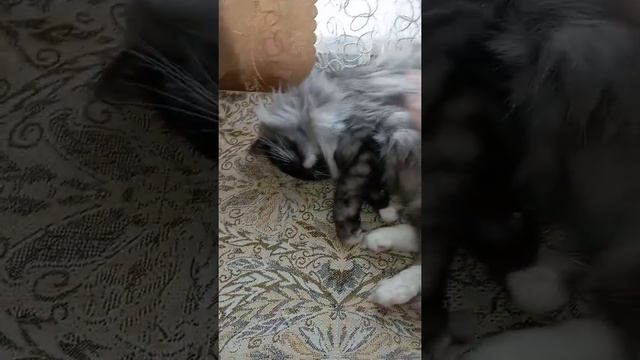 Пушистый Кот Тишка свернулся в клубок и спит смотреть онлайн