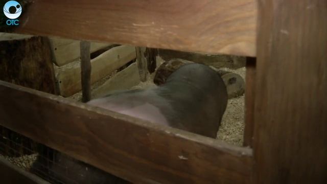 Уникальный случай или неожиданное пополнение смотреть онлайн