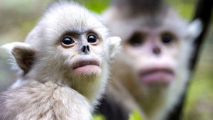 Самые необычные животные, которых невозможно представить