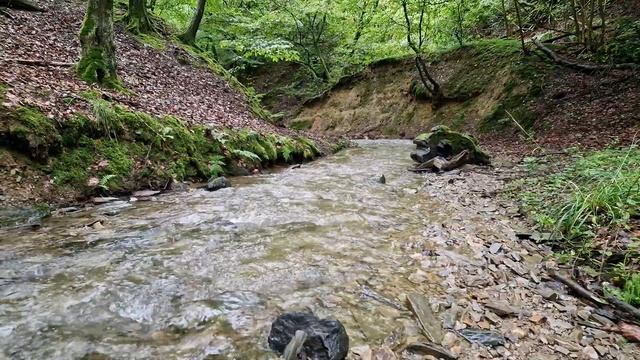 Звуки утреннего ручья в лесу. Звуки красивого бурлящего ручья. Звук природы. Релаксация.