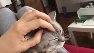 Кот устраивается поудобнее. Урчание и шуршание asmr асмр