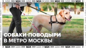 Как работают собаки-поводыри в московском метро: "Актуальный репортаж" - Москва 24