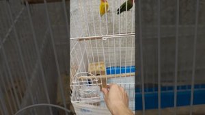 Клетка для попугаев большая