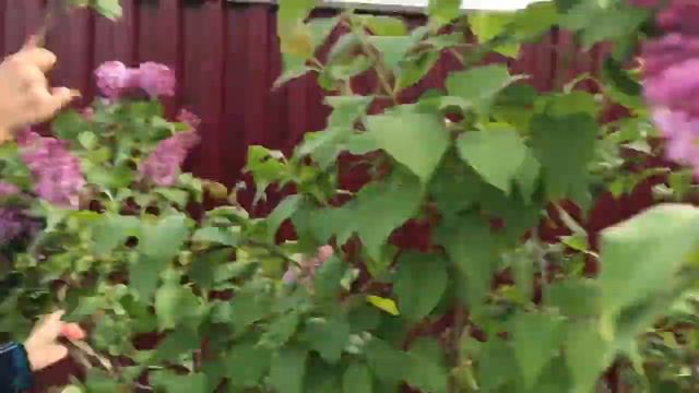 Сирень смотреть онлайн