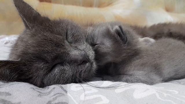 Котёнок.