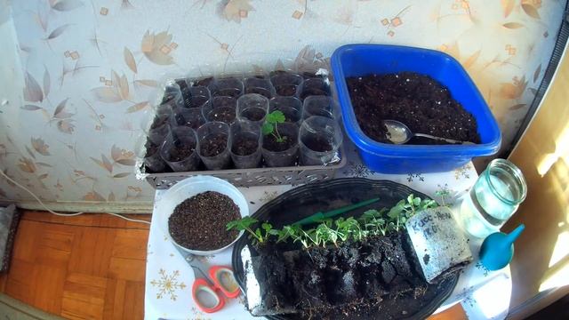 Пикировка крупноплодной земляники из "улиток". СЕКРЕТЫ КРЕПКОЙ РАССАДЫ.