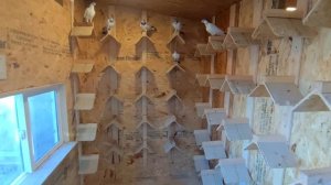 Построил Первую Голубятню для долгожданных лётных голубей 🤩/pigeon pigeons